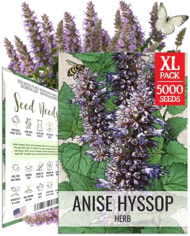 Seed Needs Anise Hyssop Seeds to Plant Non-GMO & Heirloom Herbs XL Pack by SeedNeeds
