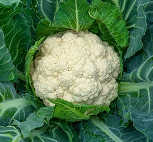 Amazing White Cauliflower Premium Seeds for Planting Packet Great for Kids! by Sherwoods+Seeds