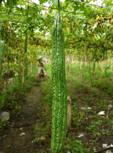 Bitter Melon Seeds (15 pcs) – Heirloom Bitter Gourd Vine Fast Climber Non-GMO - Image 5