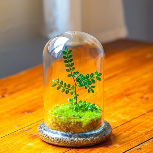 NCYP Glass Cloche Dome with Air Hole and Base, 5.9 x 5.9 x 8.2 Inches - Image 5