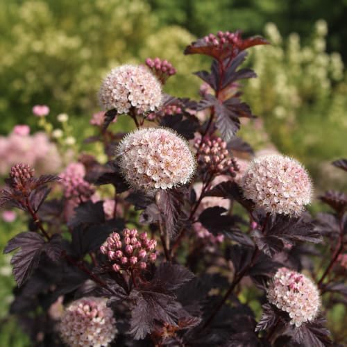 Live Ninebark Shrub Plant, 12-18" Tall in 2.5" Pot, Easy to Grow, Resilient Flowering Foliage for Garden Rows and Landscapes - Image 4