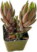 Sprout N Green Haworthia coarctata VAR. adelaidensis Live Succulent Plant by SproutNGreen
