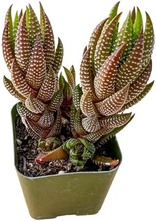 Sprout N Green Haworthia coarctata VAR. adelaidensis Live Succulent Plant by SproutNGreen