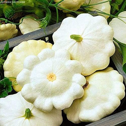 Seeds Vegetable White Patty Pan Squash Scallop Zucchini - 30 Seeds - Image 6