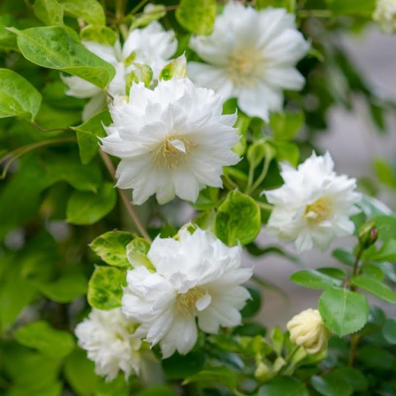 White Clematis Live Plant, 2.5" Pot, Fragrant Flowering Vine - Image 2