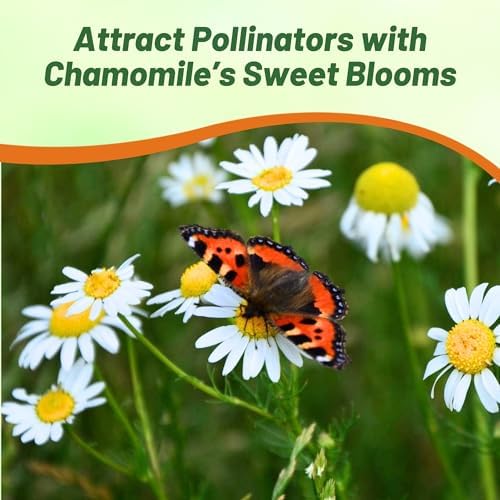 Outsidepride German Chamomile Seeds - 5000 Pcs Annual, Drought Tolerant, Self-Seeding & Versatile, Herb Seeds for Planting Sweet Scented Daisy-Like Blooms, Ideal for Slopes & Pollinator Gardens - Image 4