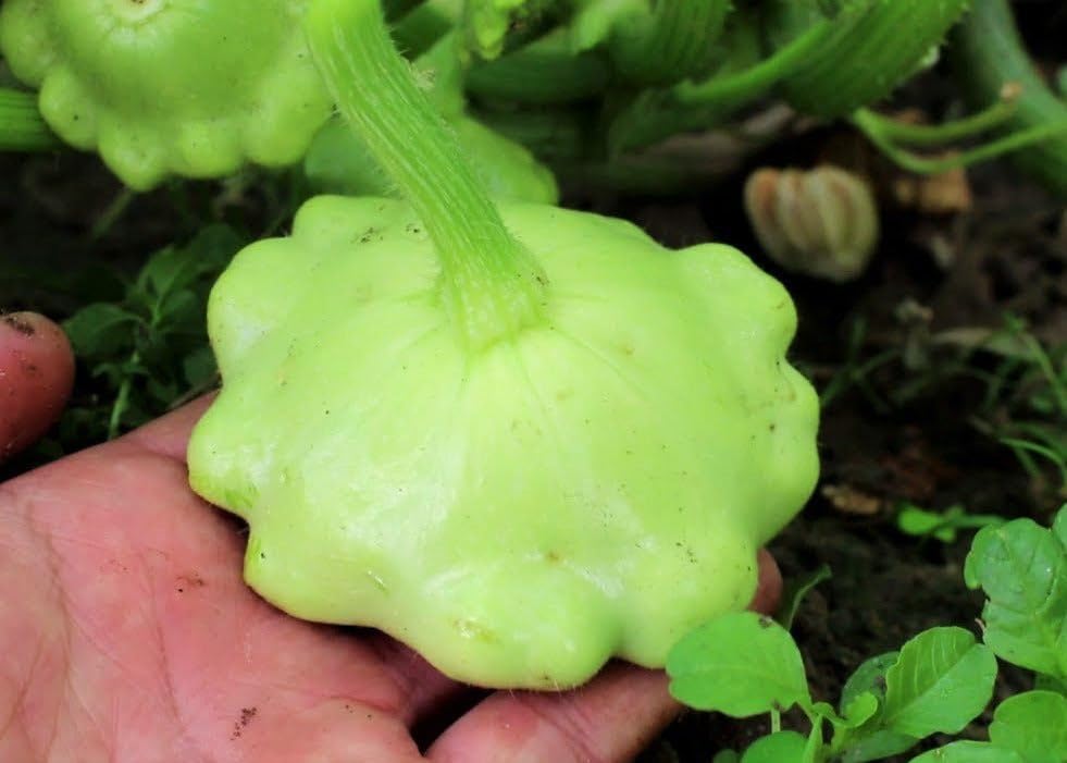Benning's Green Tint Patty Pan (Bush Scallop Squash) Seeds - 50+ Green Tint, 60+ Yellow, 60+ White - 170+ Count - for 2026 Planting Heirloom Bush Scallop Summer Squash Patisson - Image 3