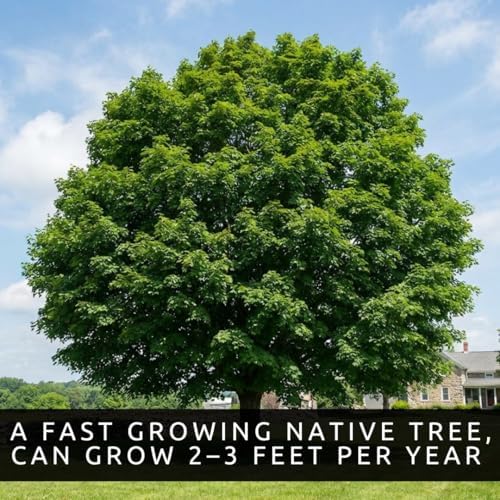 50 Sugar Maple Tree Seeds | Acer Saccharum Native Shade Tree Seeds to Grow - Image 4