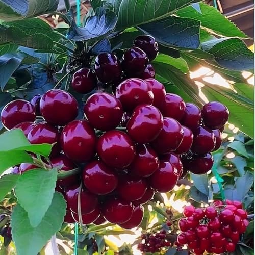 2 Black Cherry Live Plants, Fruit Bearing Tree, 12-18 Inch Tall - Image 2