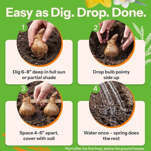 10 Mix Daffodil Flower Bulbs Large Flowering Mixture Narcissus - Image 4