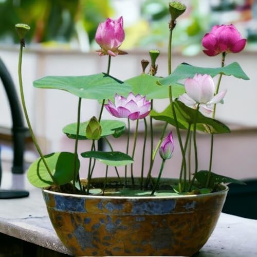 12pcs Bowl Lotus Seeds for Planting - Bonsai Lotus Seeds, Water Lily Flower, Aquatic Plants, Ideal for Ponds, Non-GMO Home Garden Plant Seeds, Flowering Aquatic Bonsai - Image 3