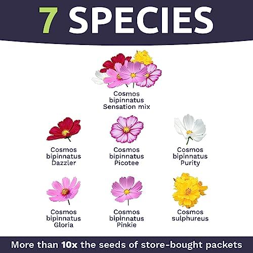 Cosmos Seeds Wildflower Mixture - Bulk 1 Ounce Packet - Over 5,000 Seeds - Pink, Yellow, Orange, Red, Purple and White Mixed Species! - Image 4
