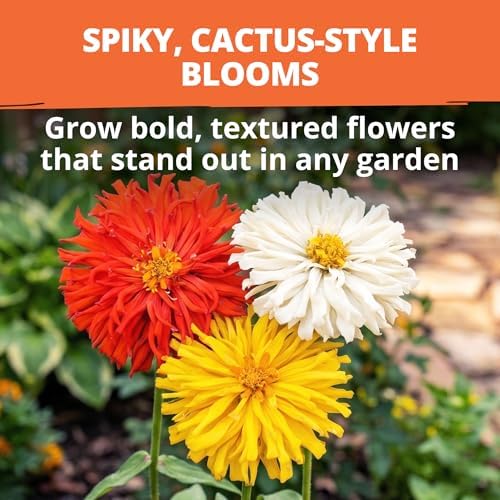 HOME GROWN Zinnia Cactus Mix 650 Flower Seeds Zinnia elegans - Image 3