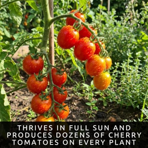 100 Premium Non-GMO Seed Collection, Cherry Tomato - Image 5