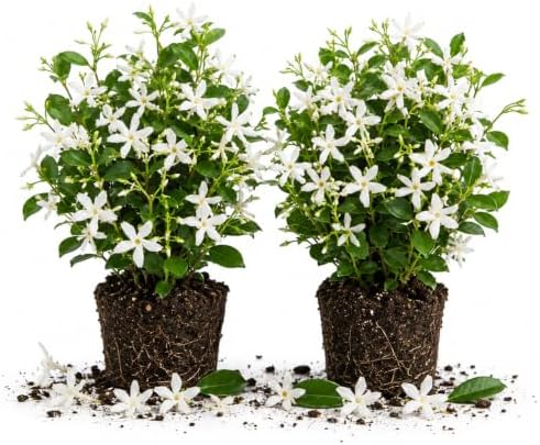 2 Star Arabian Jasmine Plants, Indoor Outdoor Flower, 4-9 Inches by TANKDA
