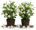 2 Star Arabian Jasmine Plants, Indoor Outdoor Flower, 4-9 Inches by TANKDA