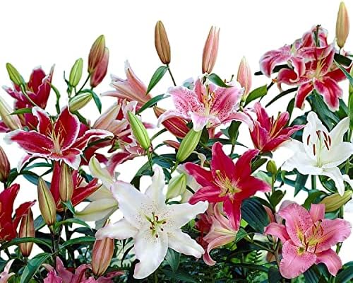 Easy to Grow Lilium 'Oriental Lily Mix' Plant Bulbs (12) - Fragrant Mix Multicolor Flowering Blooms Spring Summer Gardens by EasytoGrow