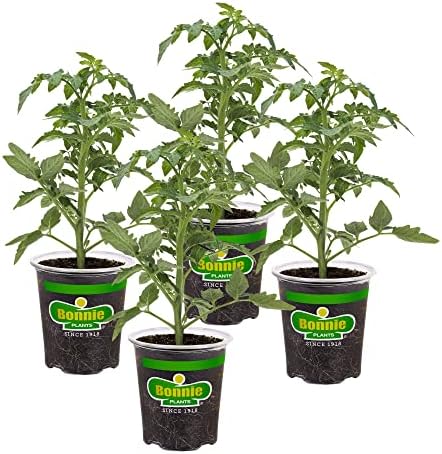 Bonnie Plants Big Beef Tomato 19.3 oz. 4-pack by BonniePlants
