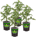 Bonnie Plants Big Beef Tomato 19.3 oz. 4-pack by BonniePlants