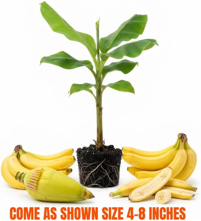 Basjoo Banana Tree Live Plant, Edible Fruit, 4-6" Tall - Image 5