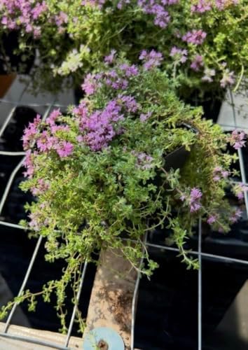 Live Perennial Red/Pink Creeping Thyme Seedlings: Ready-to-Plant, Starters, Plugs, Garden Ready, Live Plants, Transplants, 6 Plants - Image 4
