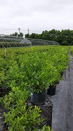 Vaccinium corymbosum 'Patriot' (HighBush Blueberry) Edible-Shrub, #3 - Size Container - Image 3