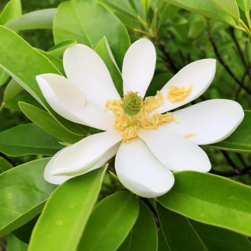 2 Sweetbay Magnolia Trees Live Plants, Cold Hardy Flower Tree, 2.5 Inch Pot - Image 2