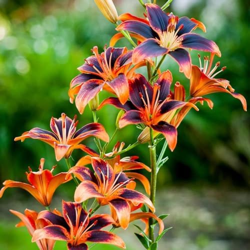 Votaniki Forever Susan Lily Bulbs for Planting - Perennial Long Blooming Lily for Garden Beds, Borders, and Containers | Fast Growing - Low Maninatnace & Easy to Grow (8 Pack) - Image 2