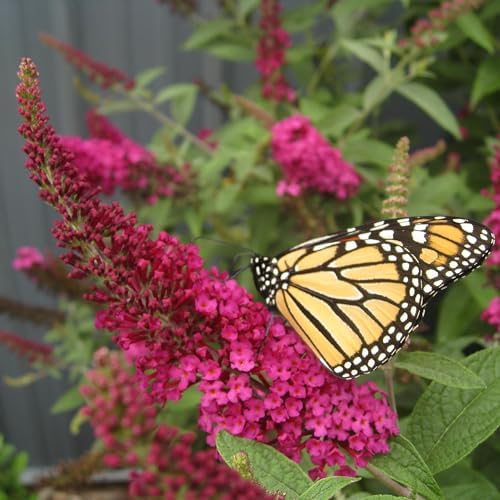 Perfect Plants Li'l Raspberry Butterfly Bush, 1 Gallon, Live Plant - Image 4