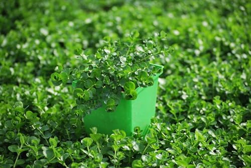 Perennial Farm Marketplace Lysimachia nummularia (Creeping Jenny) Groundcover, 1 Quart, Green Leaves with Yellow Flowers - Image 4