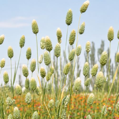 Lagurus Ovatus Bunny Tail Grass Seeds for Planting, Heirloom Non-GMO Hare’s Tail Ornamental Grass Seeds, High Germination Soft Fluffy Flower Heads for Dried Bouquets and Garden Decor, 300 Count - Image 6
