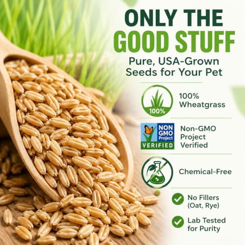 Cat Grass Wheatgrass Seeds, 1/2 lb - Non-GMO, Pet Safe - Image 5