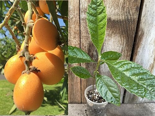 1 Perennial Golden Loquat Fruit Live Seedling Tree,Japanese Plump Live Tree by Unknown