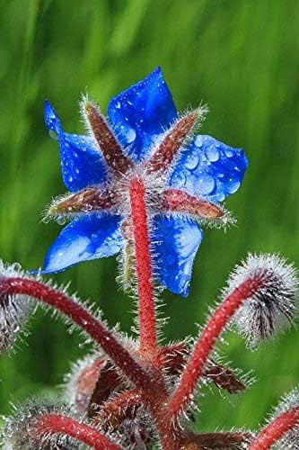 Borage Seeds - Starflower - Heirloom Non-GMO Herb Seeds for Planting an Herb Garden - 100 Seeds - Borago Officinalis - by RDR Seeds - Image 6