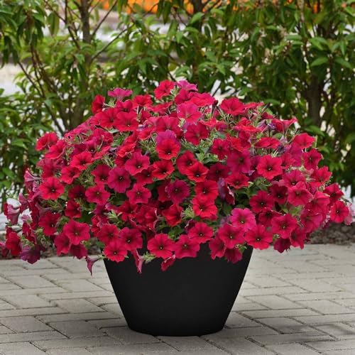 Eden Brothers Petunia Seeds - Wave Carmine Velour - Image 2
