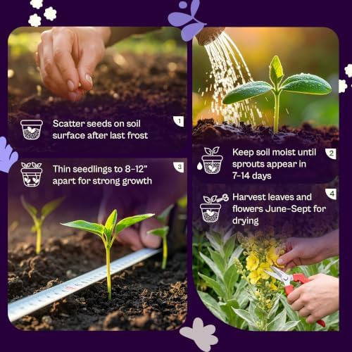 SVI 1200 Mullein Seeds for Planting (Verbascum thapsus) - Great Mullein, Heirloom Non GMO Herbs, 4-6 ft Spikes - Medicinal Herb Seeds for Flower and Herb Garden - Image 5