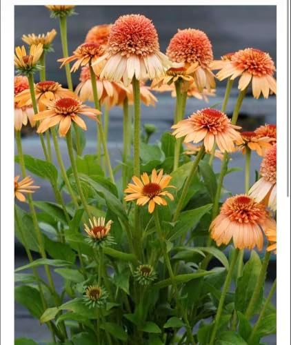Cantaloupe Supreme Coneflower Live Plant – Echinacea purpurea – Peach-Orange Flowering Native Perennial – Pollinator Friendly – 2.5 Inch Pot - Image 2