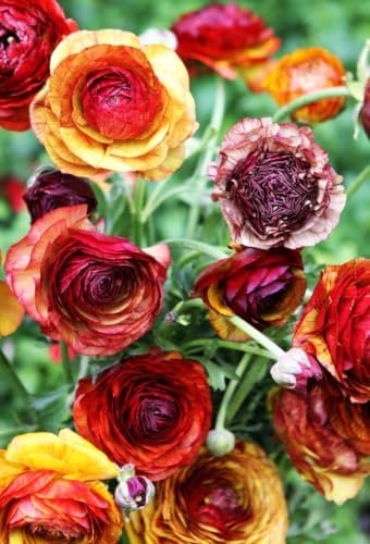 Mixed Peony Ranunculus Bulbs- Persian Buttercup -10 Corms Bulbs Flowering Blooms Perennial Bulbous Root Garden Plant (Picotee 'Caffe') by seedsofstrength