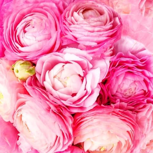 Mixed Peony Ranunculus Bulbs- Persian Buttercup -10 Corms Bulbs Flowering Blooms Perennial Bulbous Root Garden Plant (Pink) - Image 3