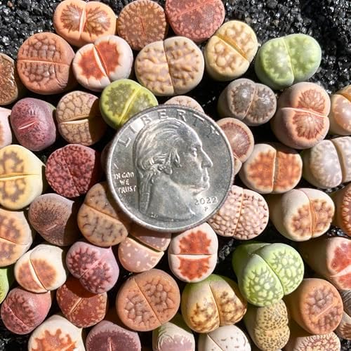 Lithops Random Mix Rare Live Succulent Plants, 30/50/100 Pcs Succulent Live Plant, Bare Root Without Pot Soil, Garden Indoor Office, Friend Plant Lovers Gifts (Normal 100pcs) - Image 3