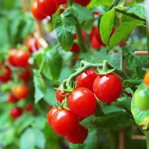 MOCCUROD 100 Seeds Indoor Cherry Tomato Dwarf Red and Yellow Tomato Rare Vegetable Heirloom Seeds - Image 6