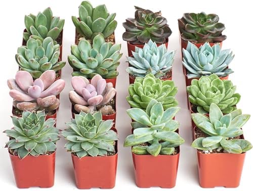 Shop Succulents Rosette Succulent Plant Pack Bulk Collection - Live Mini Succulent Plants, Low Maintenance, Floral Shaped Mix of Colors & Textures - Wedding and Party Favors, Gift & Garden, Pack of 16 - Image 2