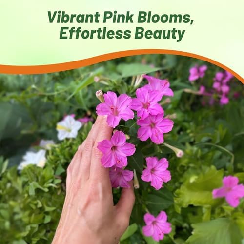 Outsidepride Pink Four O'clock Flower Seeds - 1/4 lb Perennial Fragrant, Trumpet-Shaped Blooms, Deer-Proof & Easy to Grow, for Pollinator & Evening Gardens, Containers, Hedges, or Borders - Image 6