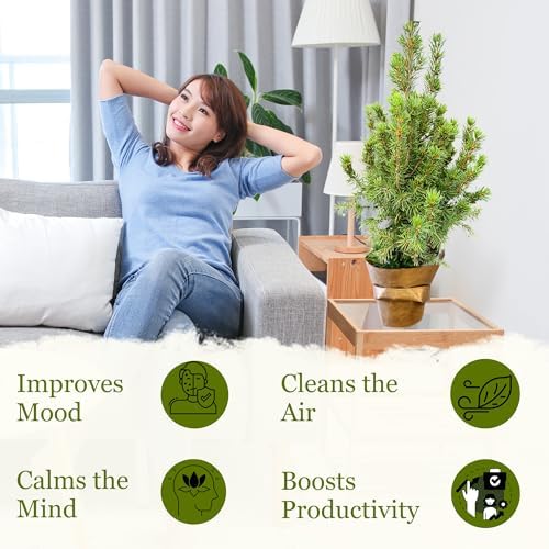 Live Alberta Spruce Tree - Perfect Christmas Decorations - Tabletop Decor, Easy to Grow Air Purifying Indoor House Plants - Live Tree Plant For Home, Office & Giftable (18" Height)(Heat Pack Included) - Image 7