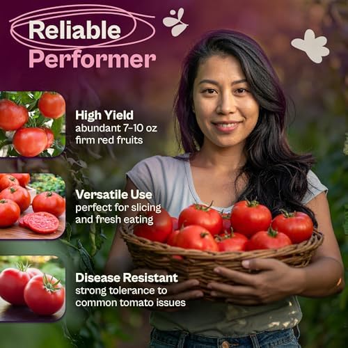 SVI 15 Plus F1 Celebrity Tomato Seeds (Solanum lycopersicum) – Heirloom Tomatoes Seed Packets, Slicing Tomatoes, Tomato Seed – Vegetable Seeds for Outdoor Home Garden Raised Beds, Containers - Image 3