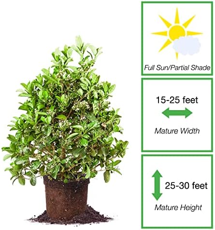 Perfect Plants Sweet Viburnum, 3 Gallon, Fast Privacy Hedge - Image 2