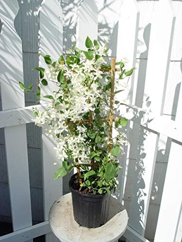 Clematis paniculata (Sweet Autumn Clematis) Perennial, white flowers, 8`` - Size Container by GreenPromiseFarms