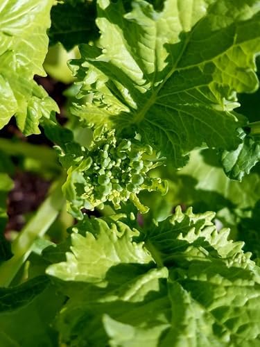Broccoli Rabe (Rapini) Seeds - 1000+ Count & 1000+ Waltham 29 Broccoli - for 2026 Planting Spring Rapini Broccolini Broccoletti Green Turnip Greens Non-GMO Heirloom - Image 3