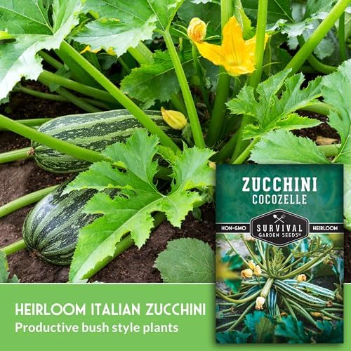 Cocozelle Zucchini Seeds for Planting - 5 Packs - Image 3