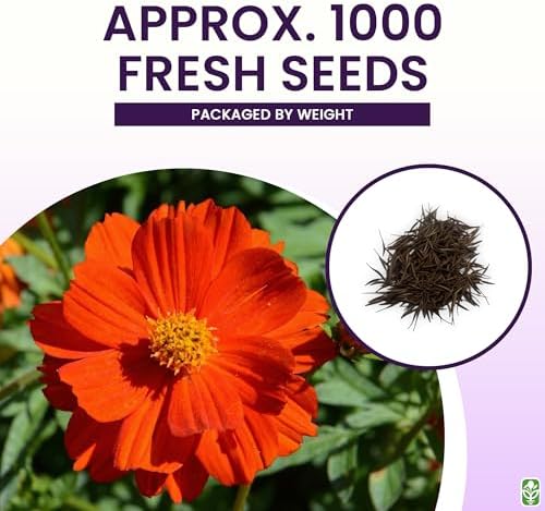 Red Crest Cosmos - Long Blooming Season - Image 3